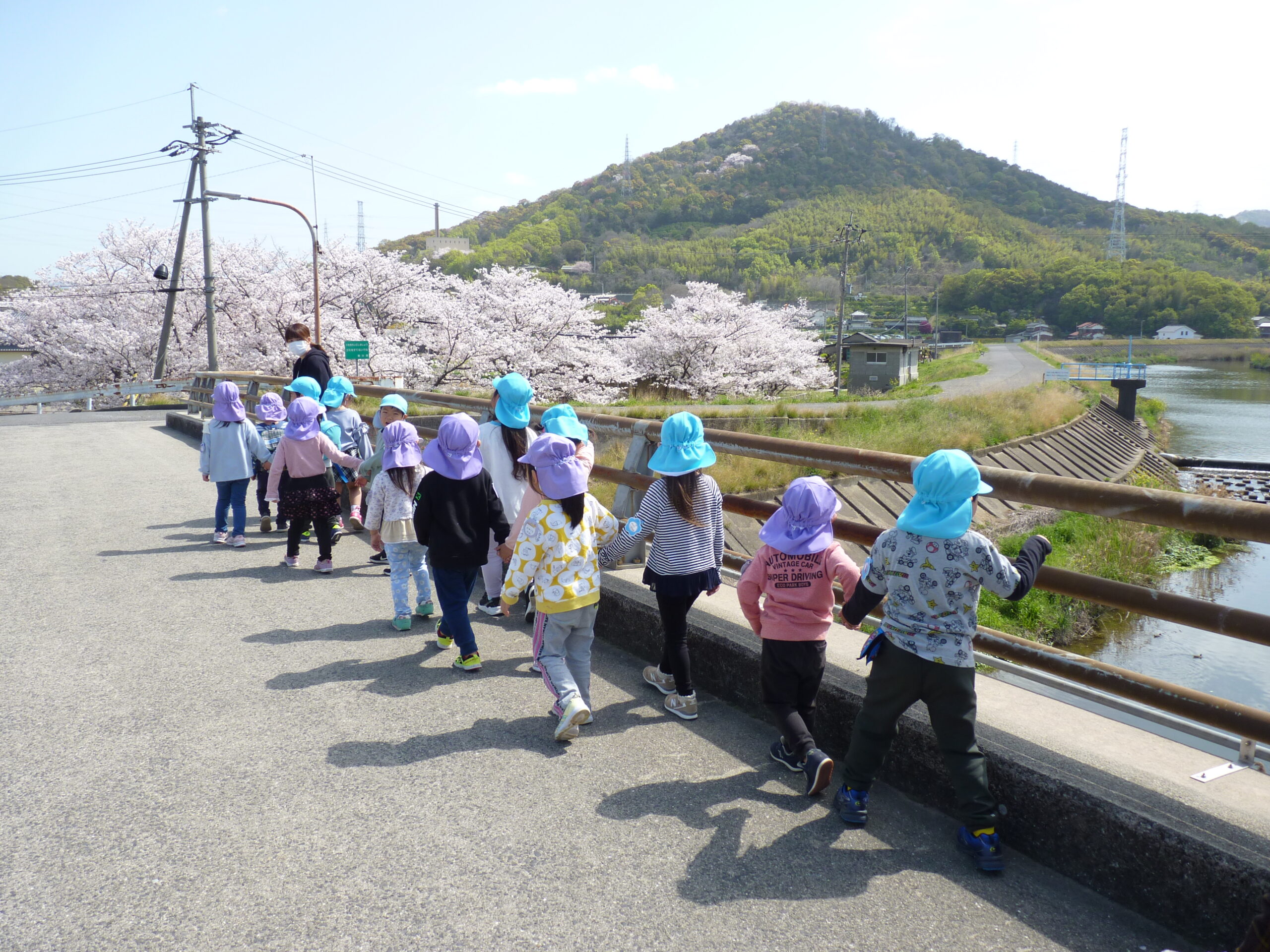 ぞうぐみさんと桜を見に行ったよ！天気が良くてお散歩日和だね♪
