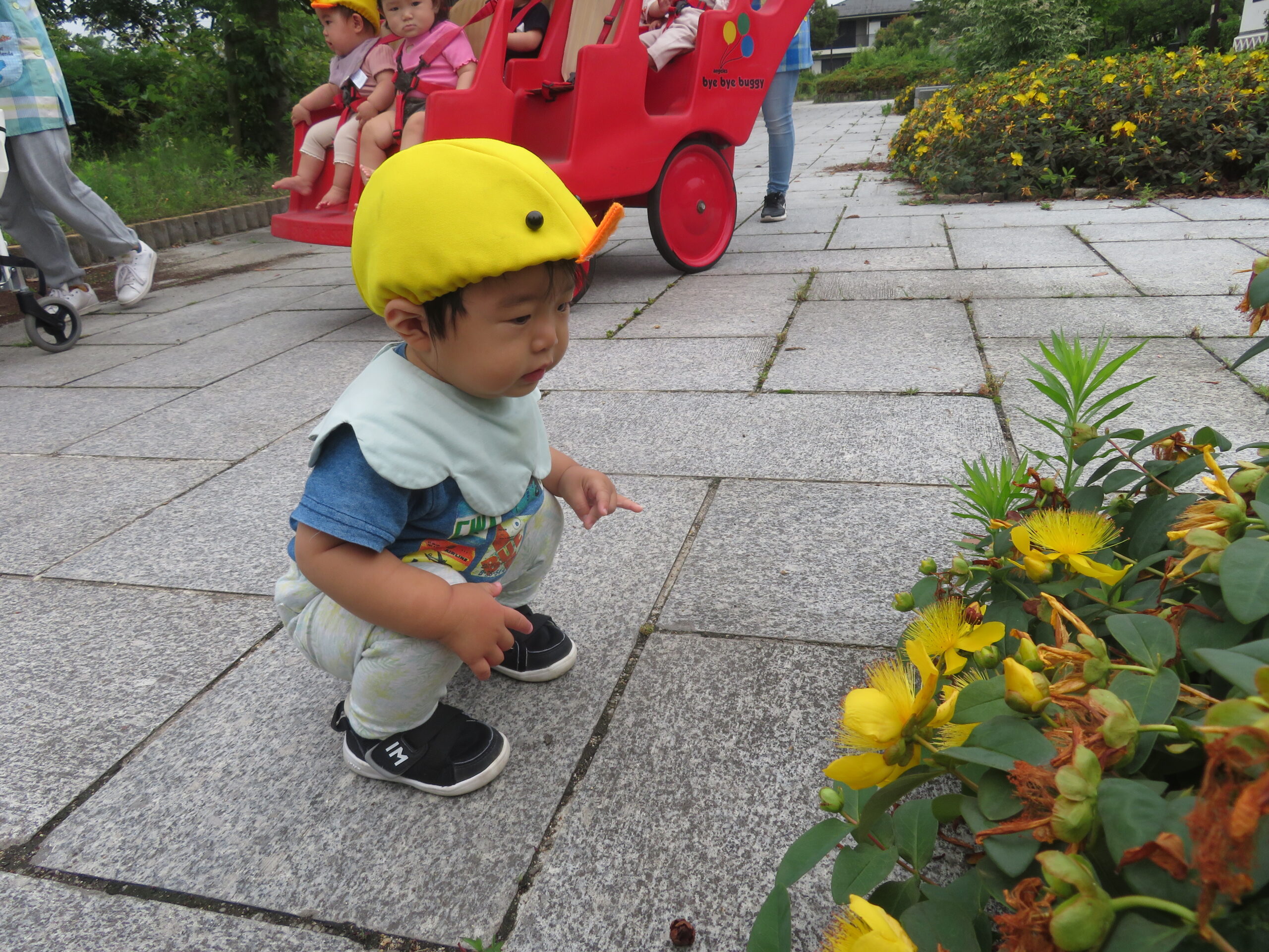 黄色のお花に興味津々